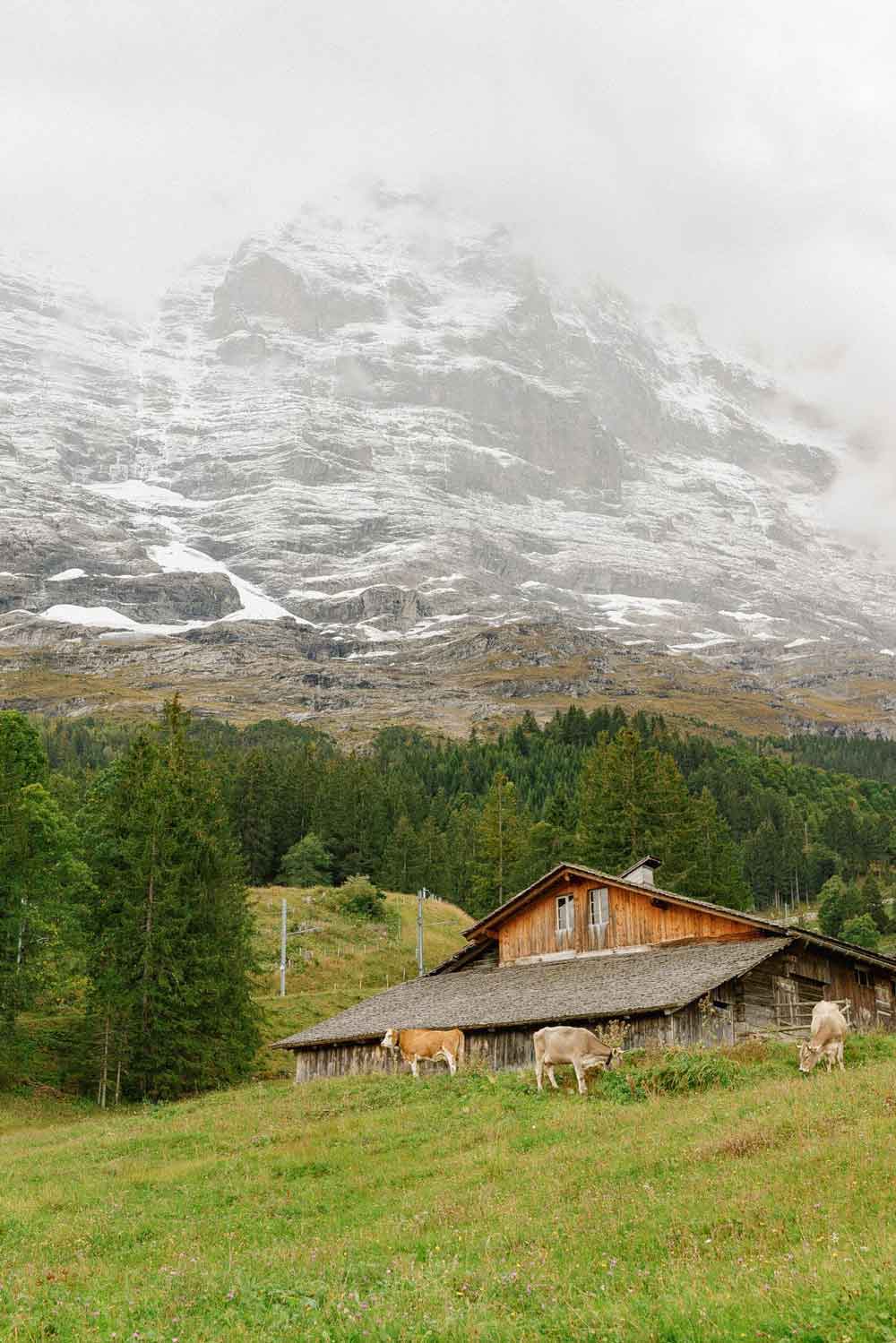 Where to Go if You Want to See Cows in Switzerland image